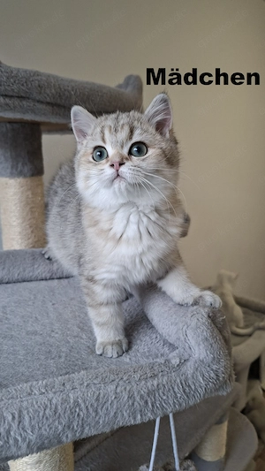 Bkh-Kitten