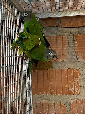 Braunkopfsittiche Aratinga weddellii