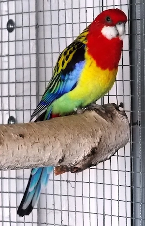 Suche Goldmantelrosella Henne