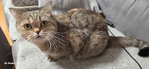 Wunderschöne Britisch Kurzhaar (BKH) Katze sucht ein neues, liebevolles Zuhause