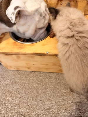 Ragdollkitten 