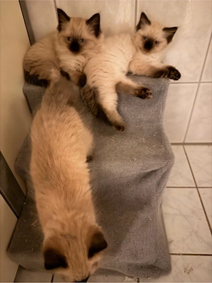 Ragdollkitten 