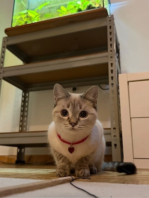 Katze sucht ein neues Zuhause 
