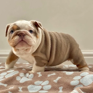 Englische Bulldogge Welpen ,reinrassig, liebevoll aufgezogen