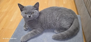  Zauberhafte BKH Kitten in Traumfarben  Inklusive kleiner Glücks-Panther (schwarz) sucht neue zuhaus