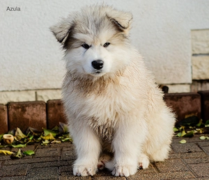 Alaskan Malamute Welpen   noch 3 Hündinnen und 1 Rüde frei | Abgabe ab sofort möglich