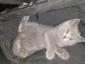 britische kurzarrkatze Baby 