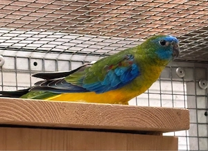 Schönsittiche Wildfarbe