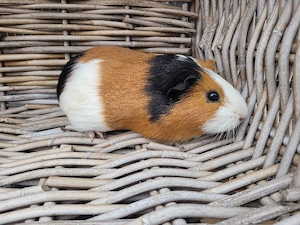 Zuckersüße Meerschweinchen Weibchen suchen Zuhause 