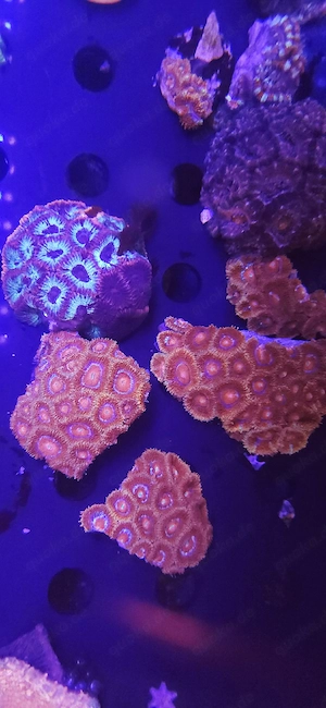 Bis zu 25%!!! Acropora, Euphyllia, Goniopora, LPS, SPS, Zoas, Korallen, Meerwasser