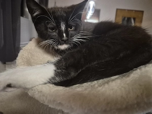 Maine coon perser mix 