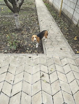 Beagle-Welpe zu verkaufen