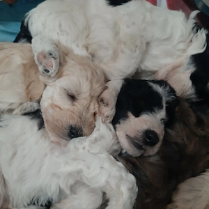 Goldendoodle F1b  