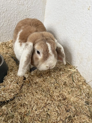 2 Zwergkaninchen Männchen 