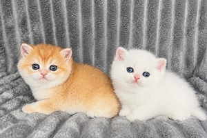 Britische Kurzhaar kitten, Bkh golden 