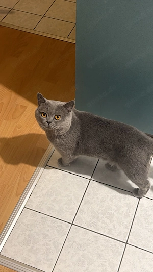 Britisch Kurzhaar 2 hübsche Kater
