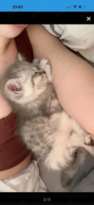Liebevolle British-Kurzhaar-Katze sucht ein Zuhause