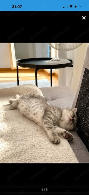 Liebevolle British-Kurzhaar-Katze sucht ein Zuhause