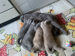 Eine weibliche Katze (1 Jahr und 5 Monate alt) sucht ein neues Zuhause. Sie ist nicht kastriert.