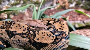 0.1 Boa imperator aus April 2024