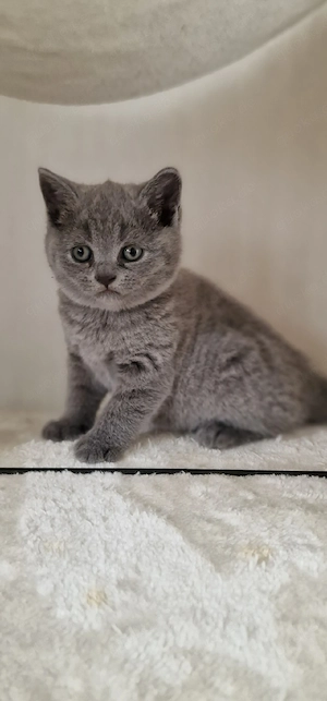 Britisch Kurzhaar Kitten 