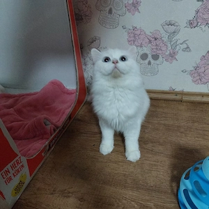 Katze TurkischAngora 