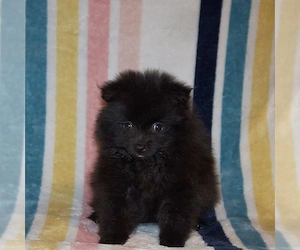 Zwergspitz-Welpen (Pomeranian) suchen dieses Wochenende ein neues Zuhause.