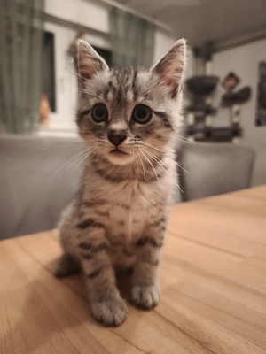 katze europäische kurzhaar 