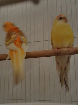 singsittich Pärchen 
