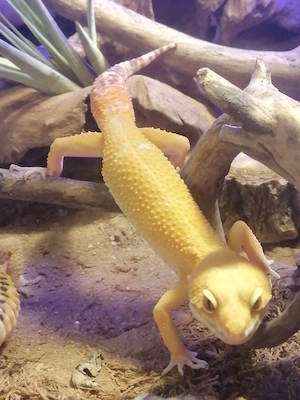 3 Leopardgeckos rot + wild