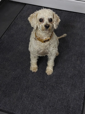 Liebevoller Maltipoo-Rüde (4 Jahre, weiß) in gute Hände abzugeben