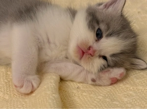 wunderschöne BKH kitten 
