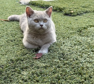 BKH-Kater sucht liebevolles Zuhause