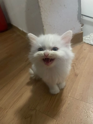 2 Monate alt baby katze 