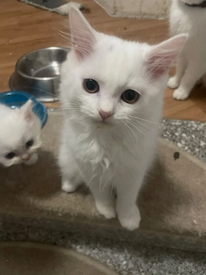3 monate alt männliche baby katze 