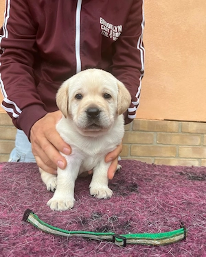Superniedliche Labradorwelpen.