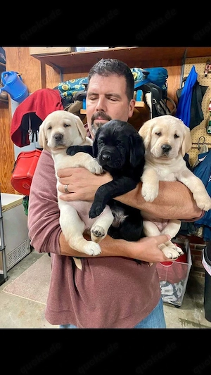 Gut aufgezogene Labradorwelpen.