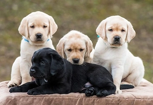 Im häuslichen Umfeld aufgezogene Labrador-Welpen