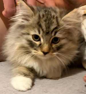 Wunderschönes Ragdoll- Waldkatzen-Kitten sucht liebevolles Zuhause