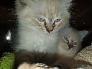 4 reinrassige Ragdoll Kitten sind ab 11.11.26 auszugsbereit