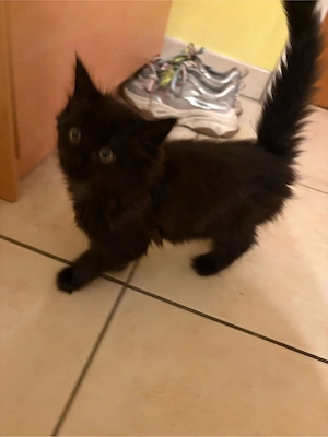 Kitten suchen neues Zuhause 