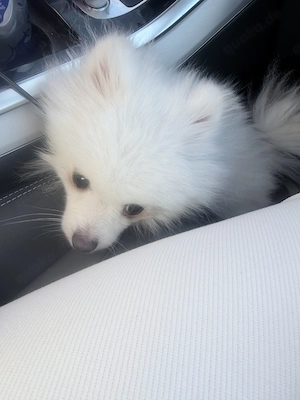 Pomeranian Hund liebevolles Zuhause gesucht   