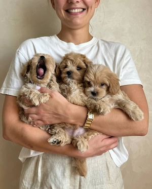 Entzückende Maltipoo-Welpen.