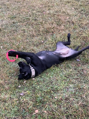 Labrador Hündin sucht ihr Zuhause 