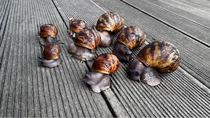 Archachatina Marginata Ovum wildfarben achatschnecke