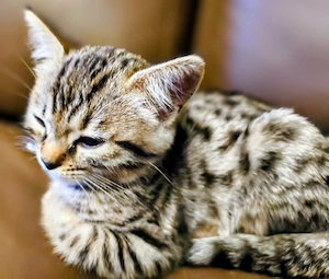 Zuckersüße, reinrassige Bengalen Kitten. Die Zimmer-Leoparden. Ausgezeichneter Stammbaum.