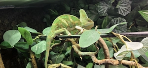 1,0 Chamaeleon calyptratus ENZ 2026