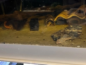 5x L333 Albino Aduld