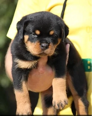 Rottweiler-Welpen aus häuslicher Aufzucht abzugeben.