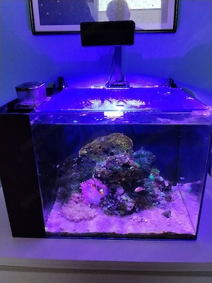 Salzwasser Aquarium 65l